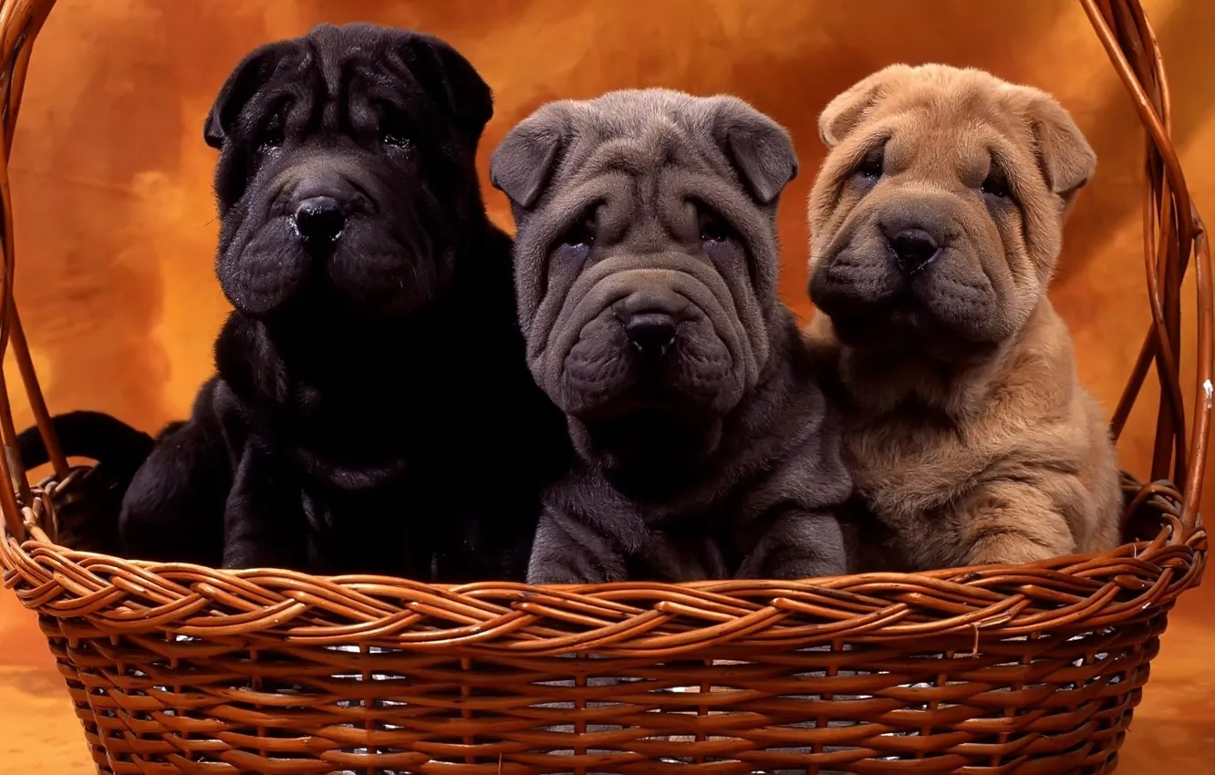 Photo wallpaper dogs, basket, puppies, Sharpay