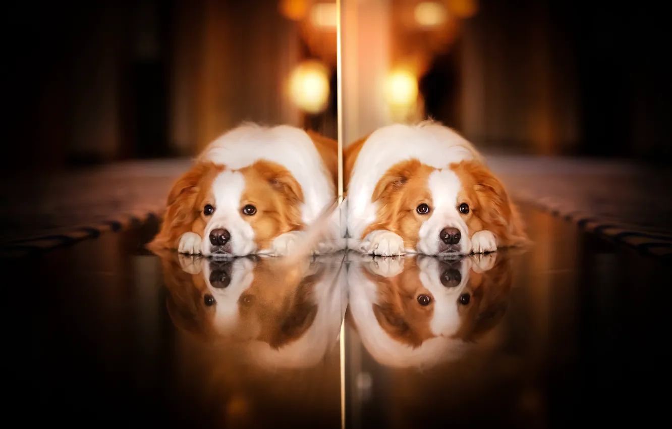 Photo wallpaper look, reflection, dog