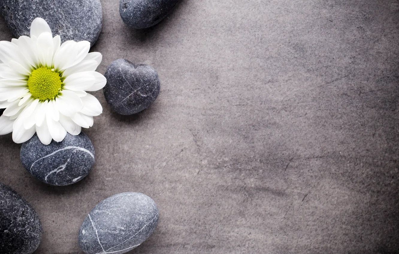 Photo wallpaper flowers, stones, chamomile, flower, stones, spa, zen