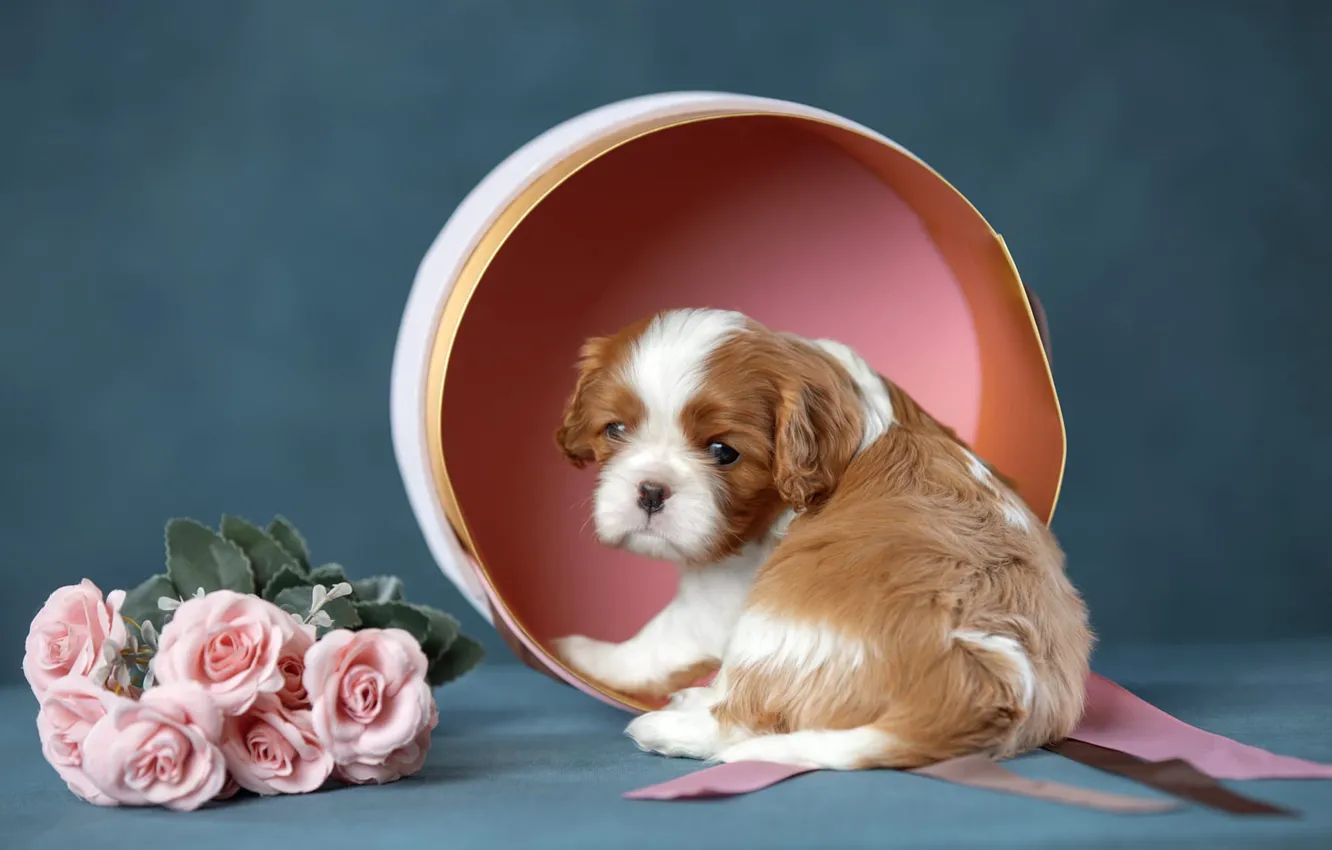 Photo wallpaper flowers, background, box, dog, puppy, Cavalier-king-Charles-Spaniel, Svetlana Pisareva