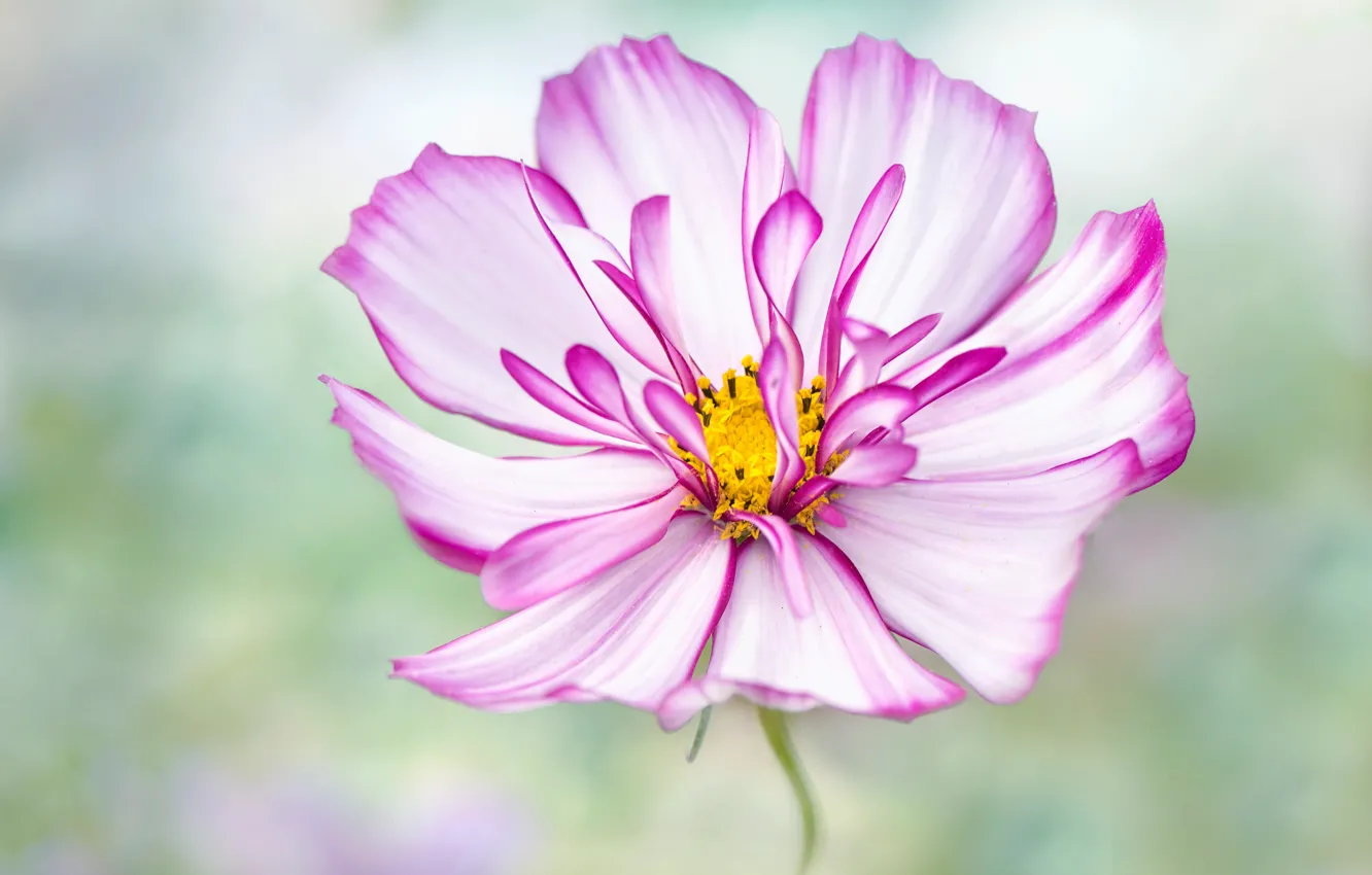 Photo wallpaper flower, summer, macro, pink, petals, bokeh, kosmeya