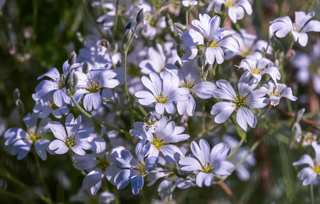 Photo wallpaper flowers, white, a lot, bokeh, bushes, Cerastium