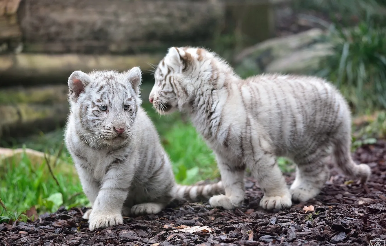 Photo wallpaper predator, baby, pair, cub, wild cats, tiger, white tigers