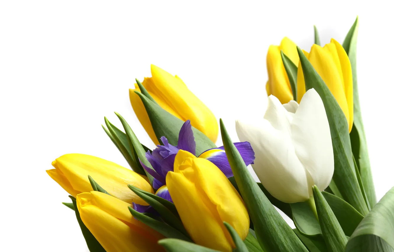 Photo wallpaper tulips, buds, iris