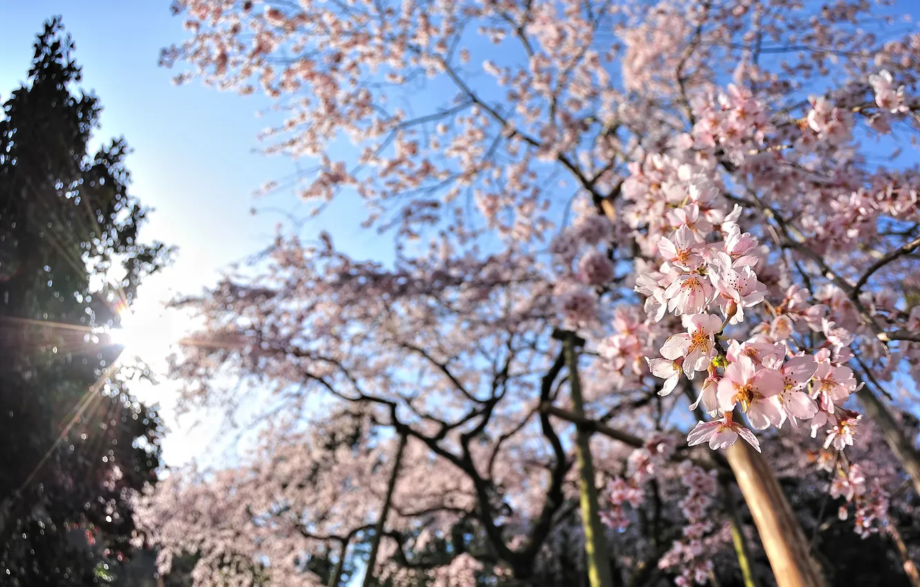 Photo wallpaper the sun, rays, trees, flowers, cherry, mood, Wallpaper, spring