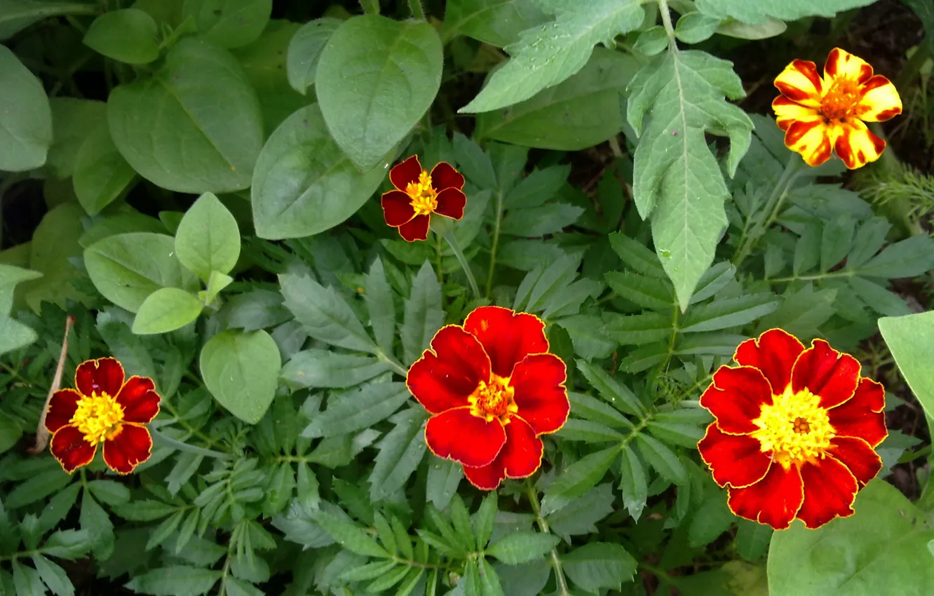 Photo wallpaper flowers, June, marigolds, colors of summer