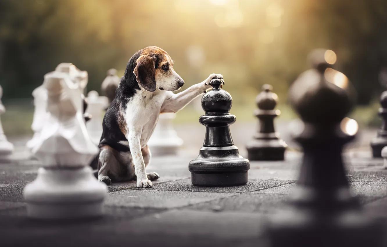 Photo wallpaper dog, chess, Beagle