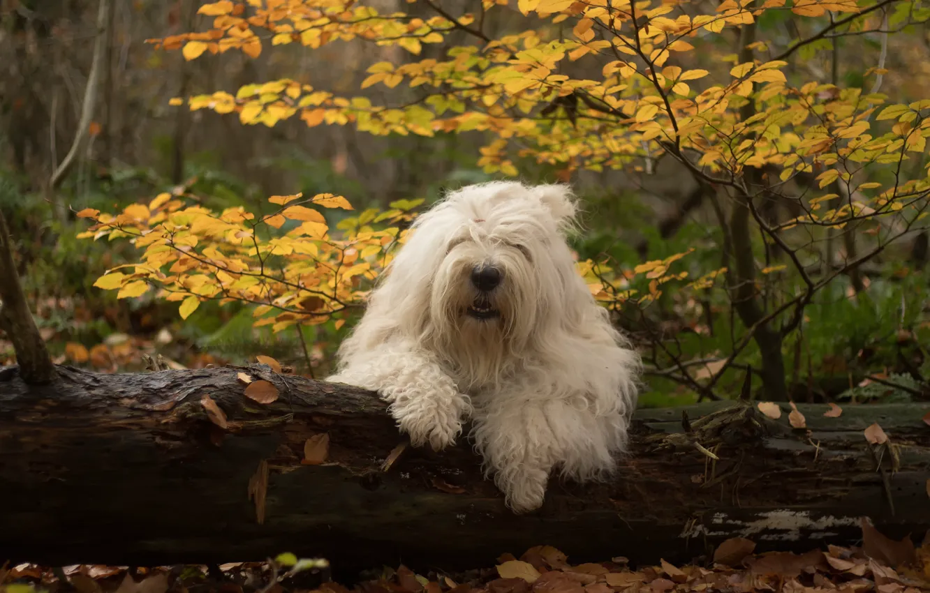 Photo wallpaper autumn, forest, dog, log, Bobtail, The old English Sheepdog