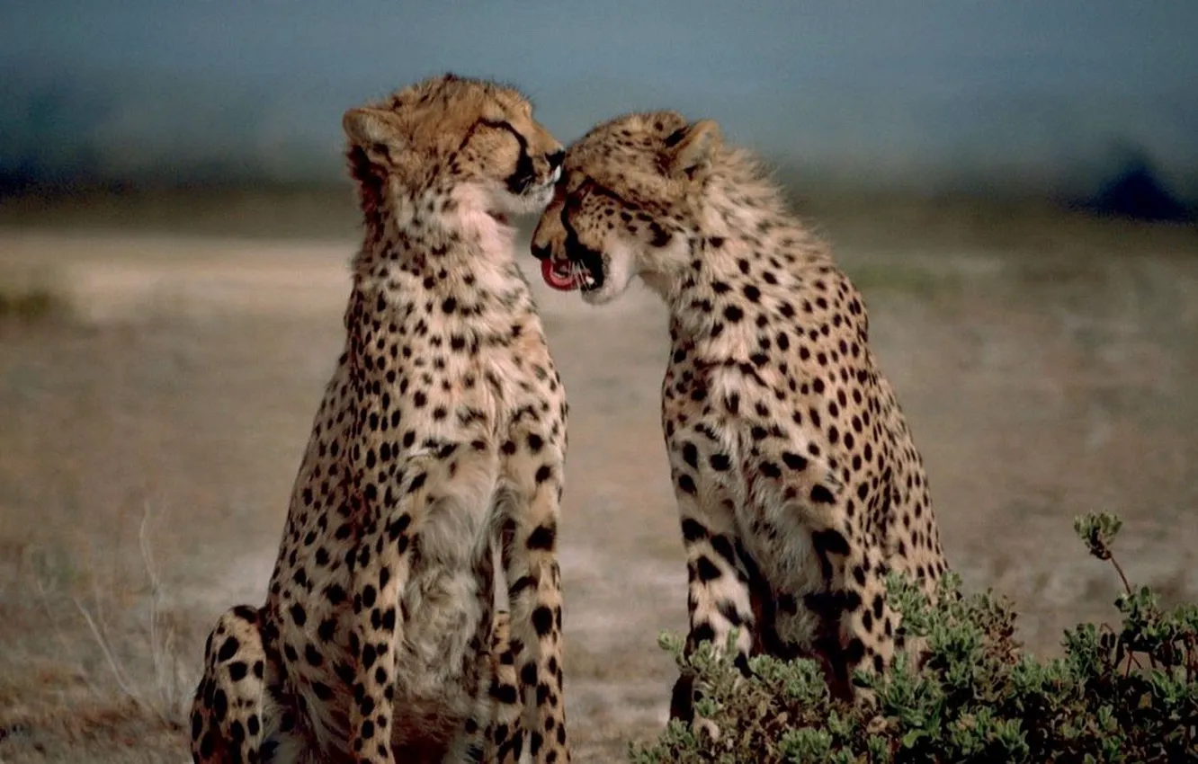 Photo wallpaper animals, cats, Africa, wildlife, cheetah_