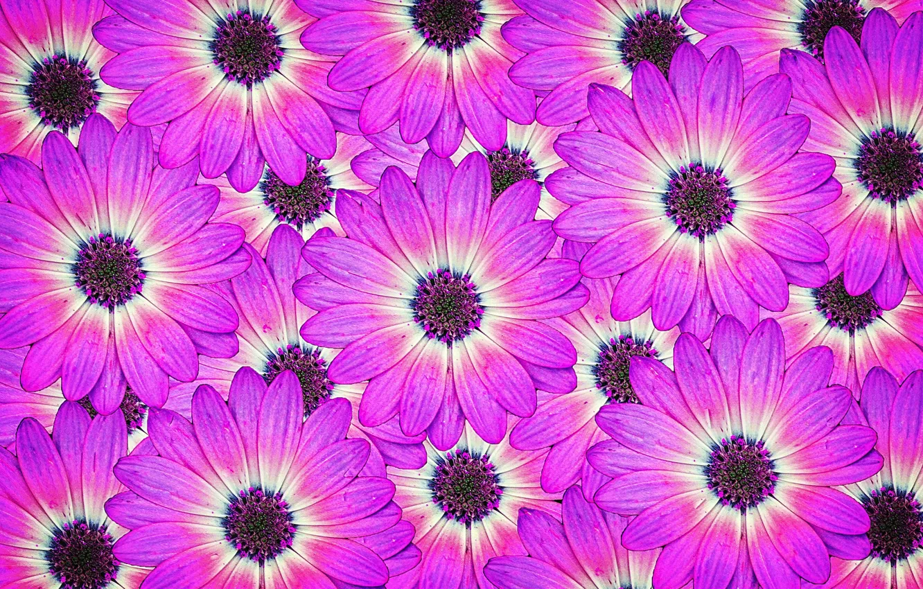 Photo wallpaper macro, flowers, nature, petals