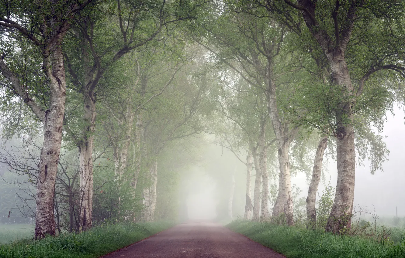 Photo wallpaper road, trees, fog