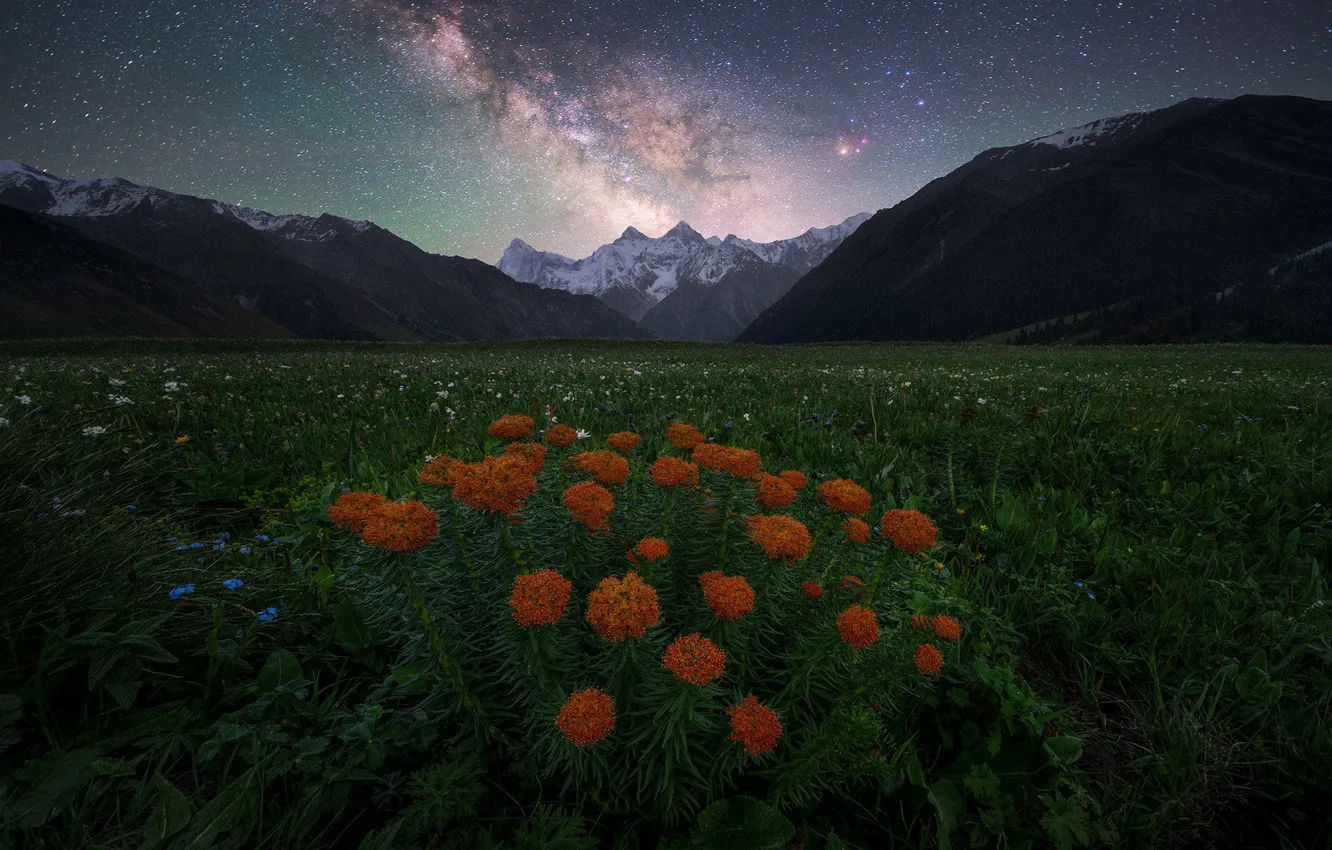 Photo wallpaper greens, field, stars, snow, flowers, mountains, night, orange