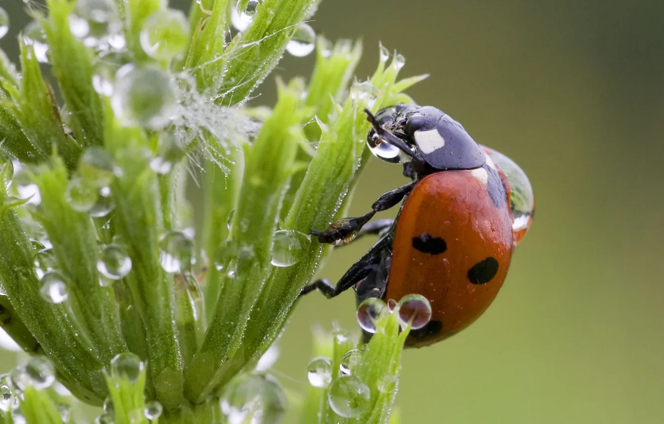 Photo wallpaper grass, drops, ladybug