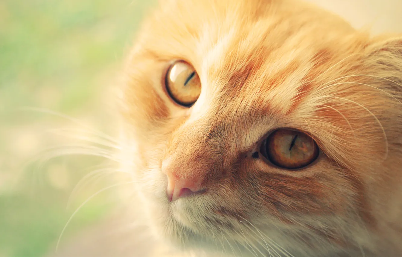 Photo wallpaper cat, cat, face, macro, red