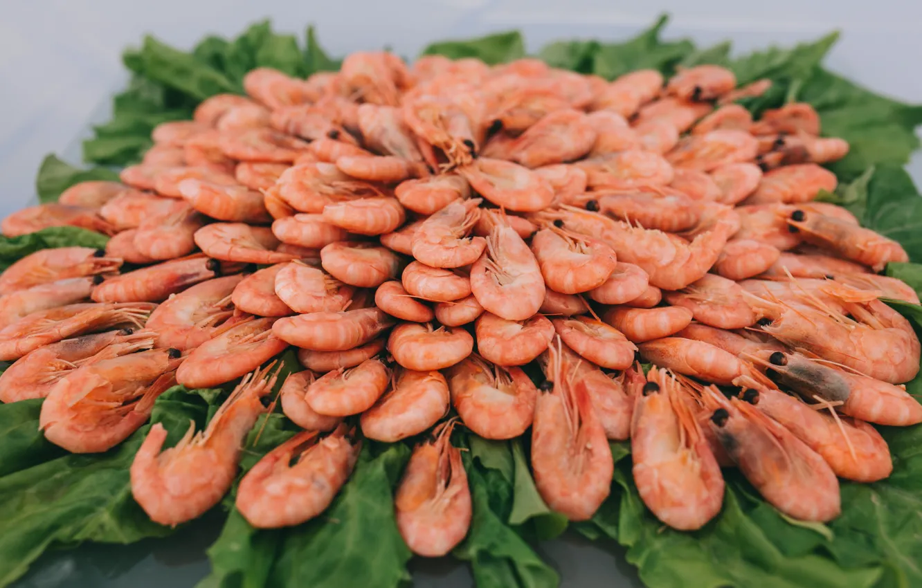 Photo wallpaper greens, salad, shrimp, seafood