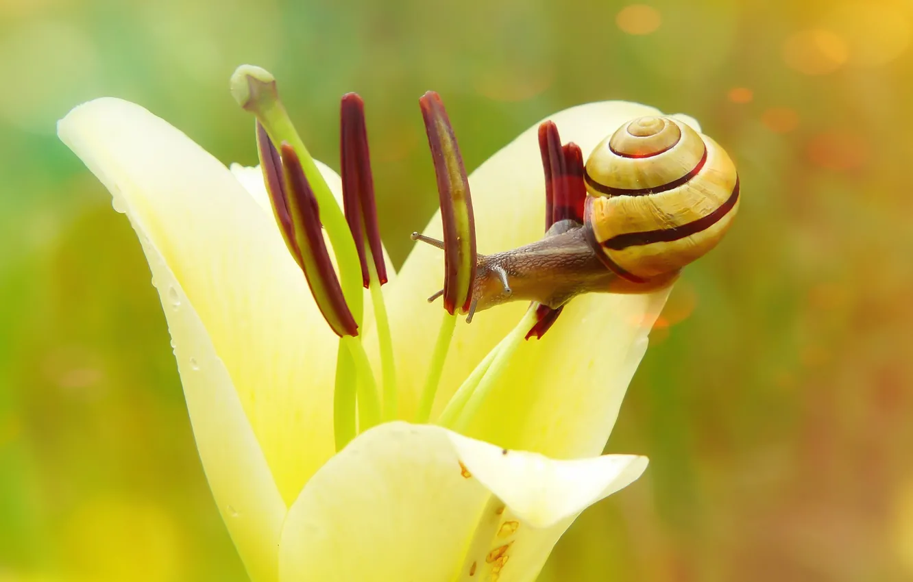 Photo wallpaper flower, summer, macro, green, background, snail, petals, stamens