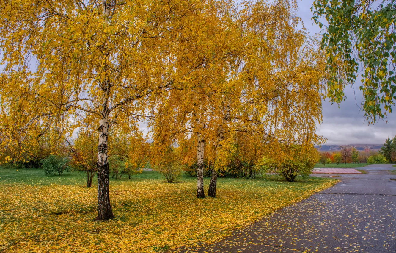 Photo wallpaper nature, park, autumn, birches