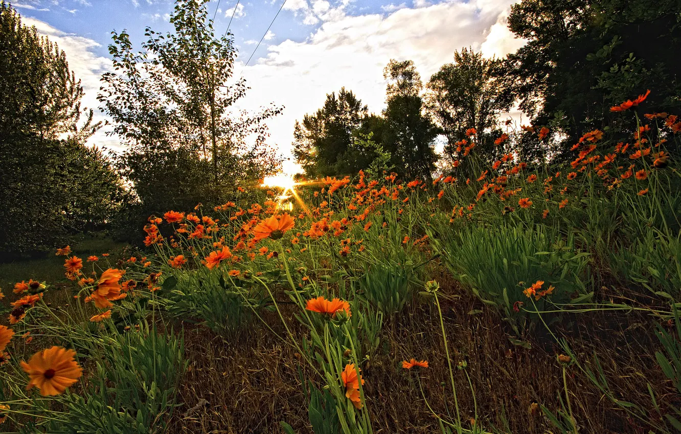 Photo wallpaper forest, the sky, grass, sunset, flowers, glade