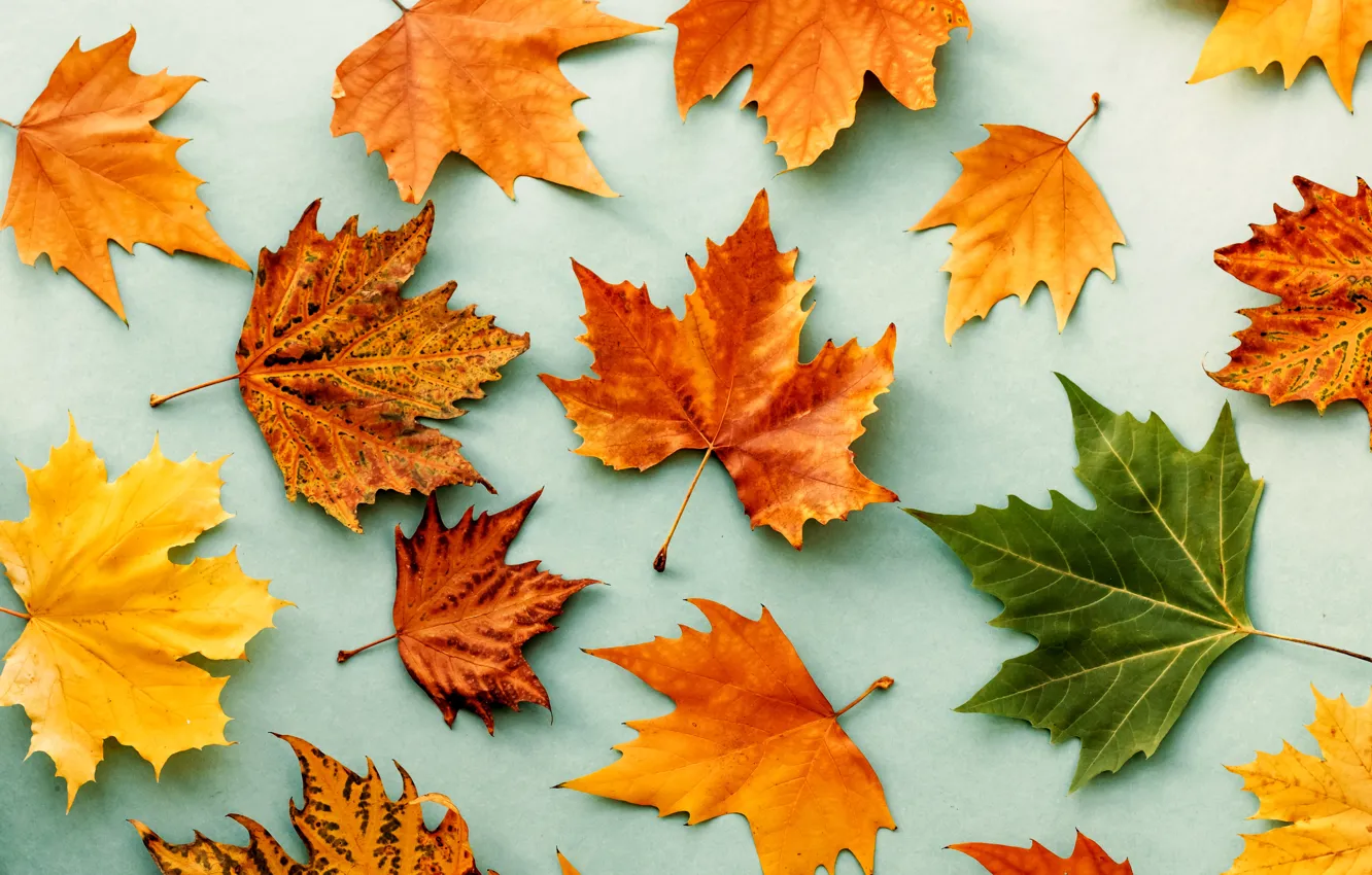 Photo wallpaper autumn, leaves, background, colorful, rainbow, maple, wood, autumn