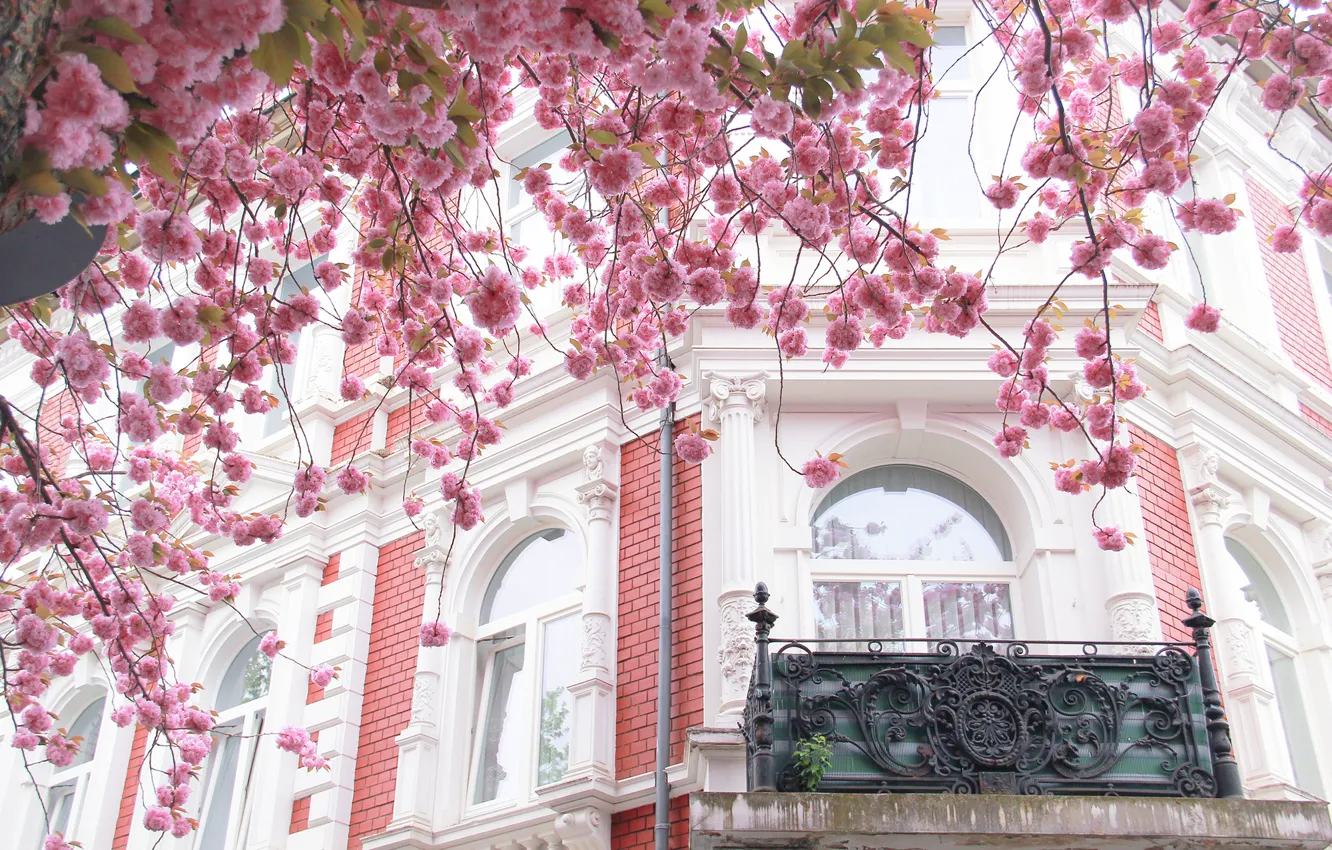 Photo wallpaper the city, house, tree, France, Paris, the building, Windows, Sakura