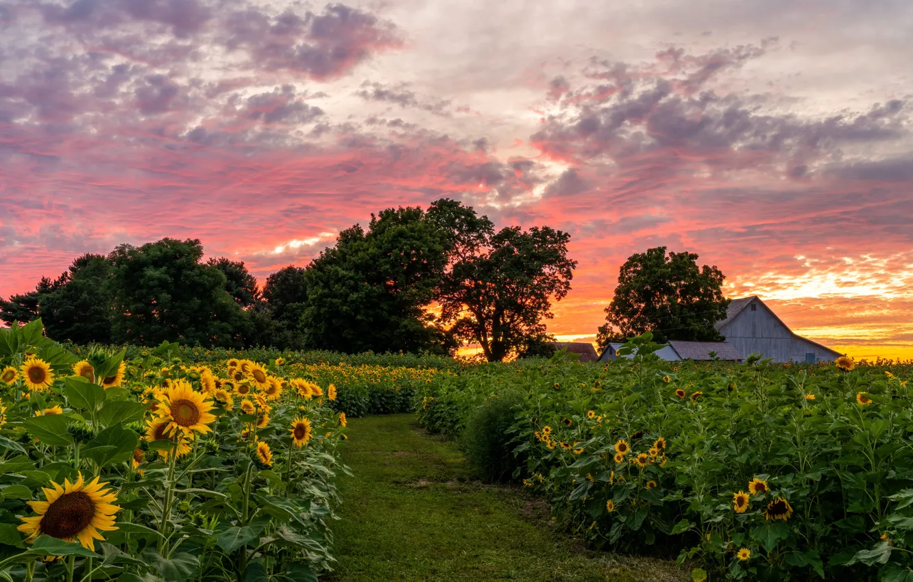 Photo wallpaper sunflowers, sunset, village, house