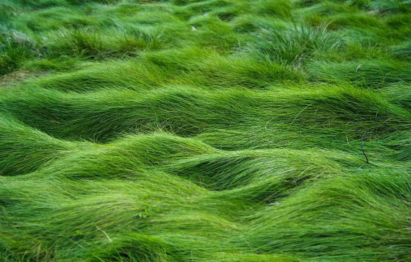 Photo wallpaper field, grass, nature