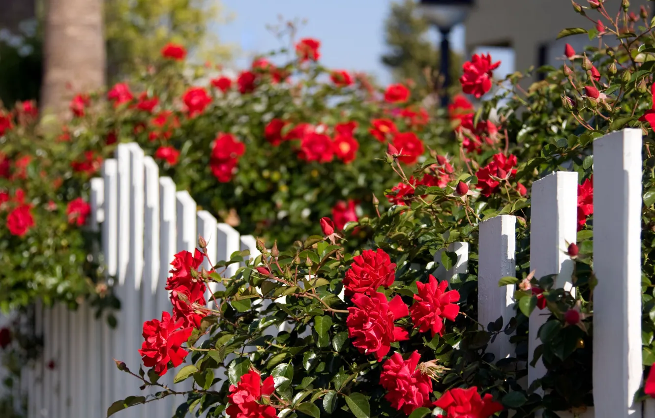 Photo wallpaper summer, light, red, the fence, home, roses, garden, the fence