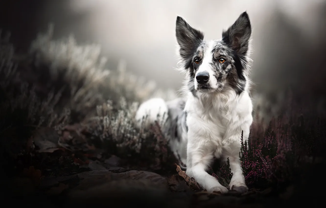 Photo wallpaper look, nature, dog, lies, the border collie