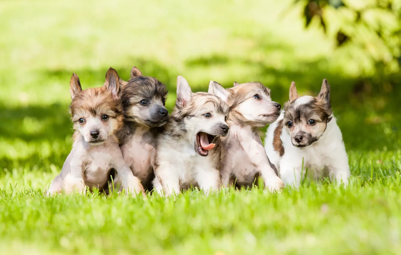Photo wallpaper dogs, grass, puppies, kids, lawn