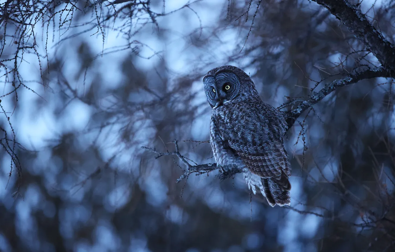 Photo wallpaper look, trees, branches, owl, bird, twilight, bokeh, owl