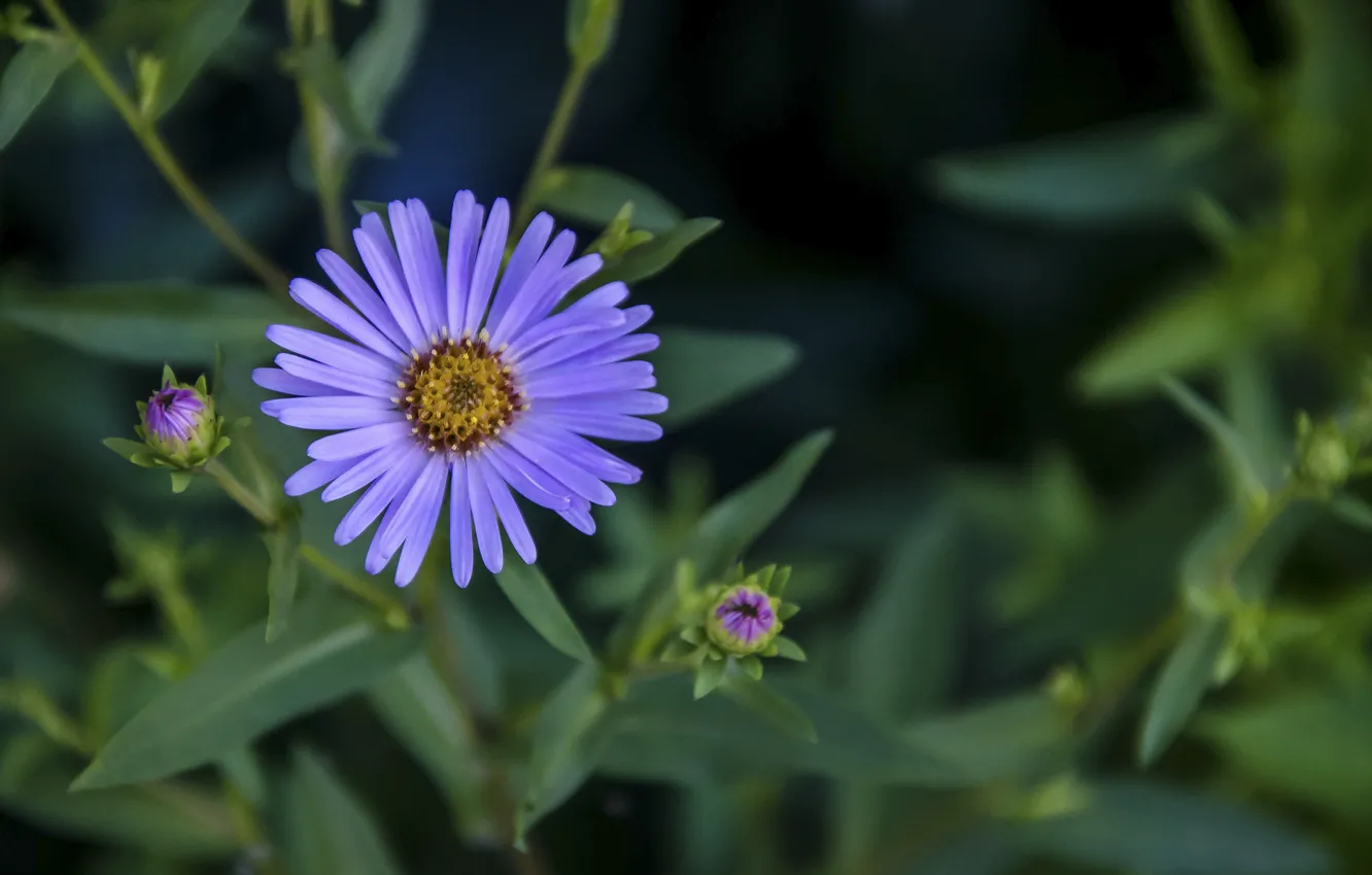 Photo wallpaper greens, summer, grass, flowers, blue, flowering