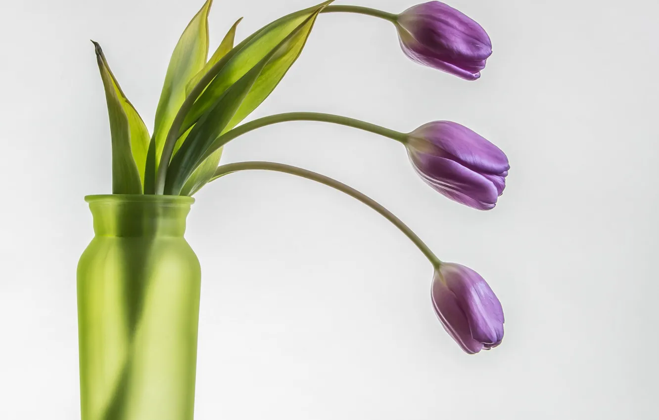 Photo wallpaper background, minimalism, tulips, vase, trio, M Coopwood
