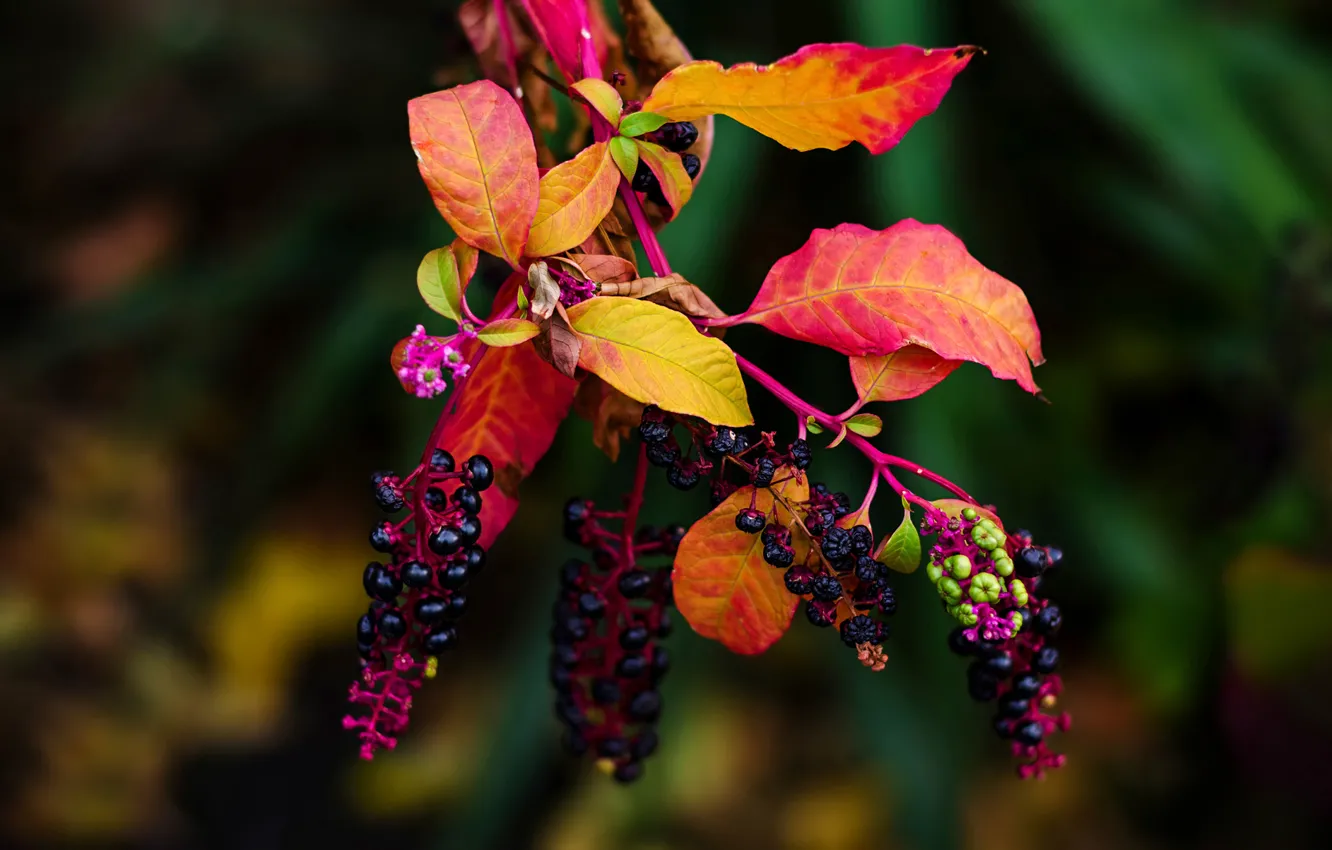 Photo wallpaper leaves, branches, fruit