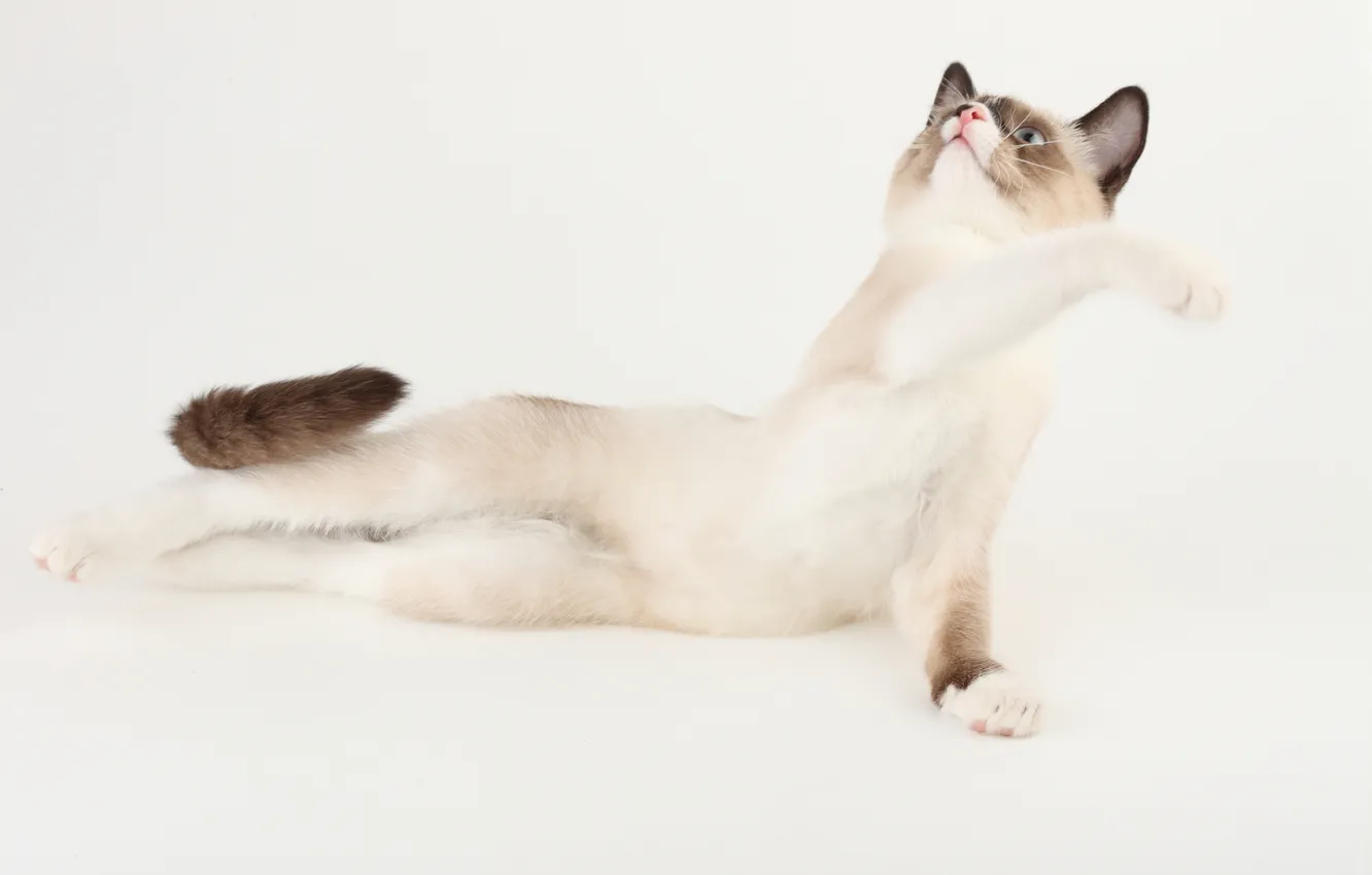 Photo wallpaper cat, look, background, legs, curves, ears