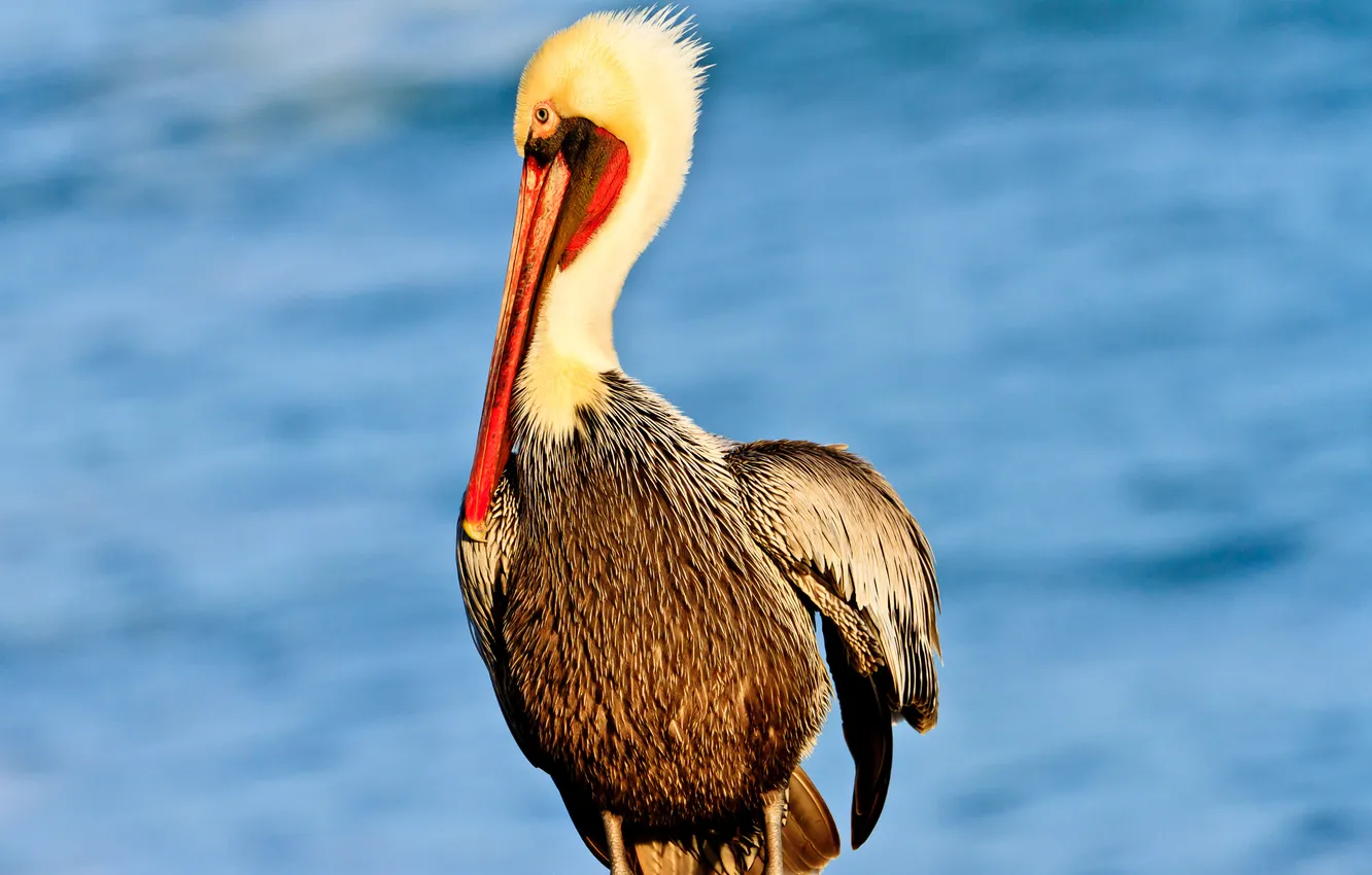 Photo wallpaper bird, feathers, beak, Pelican