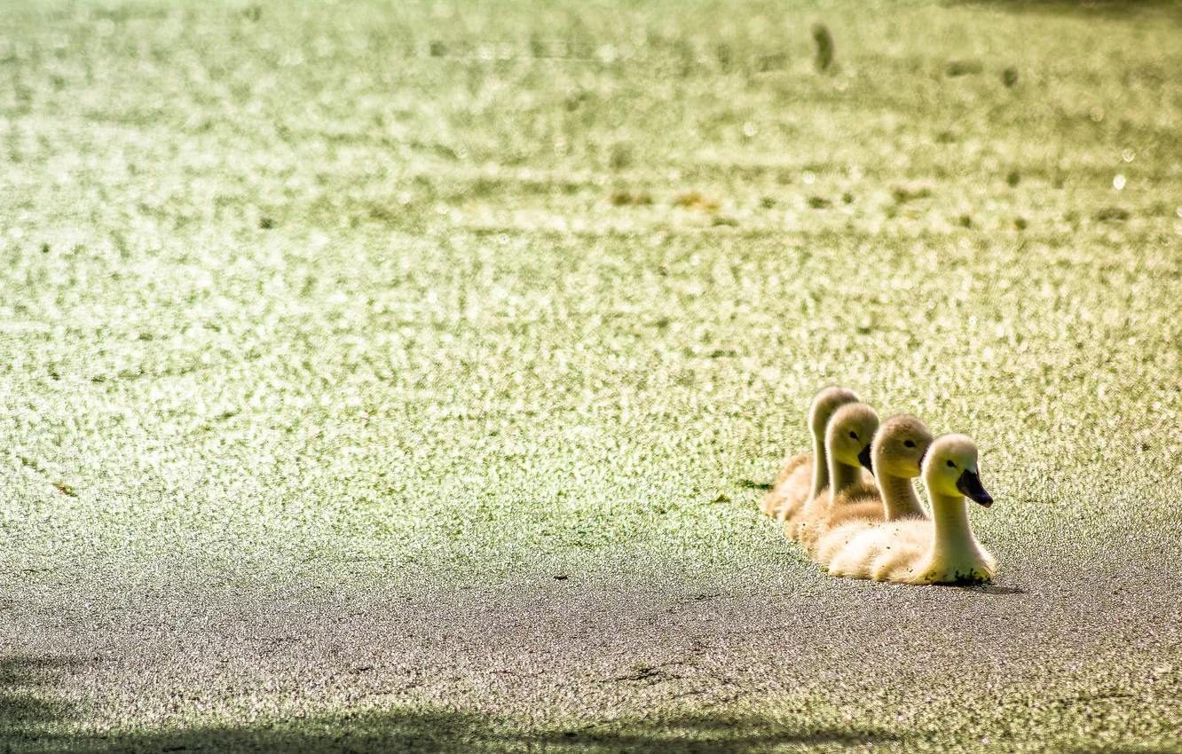 Photo wallpaper summer, pond, duck