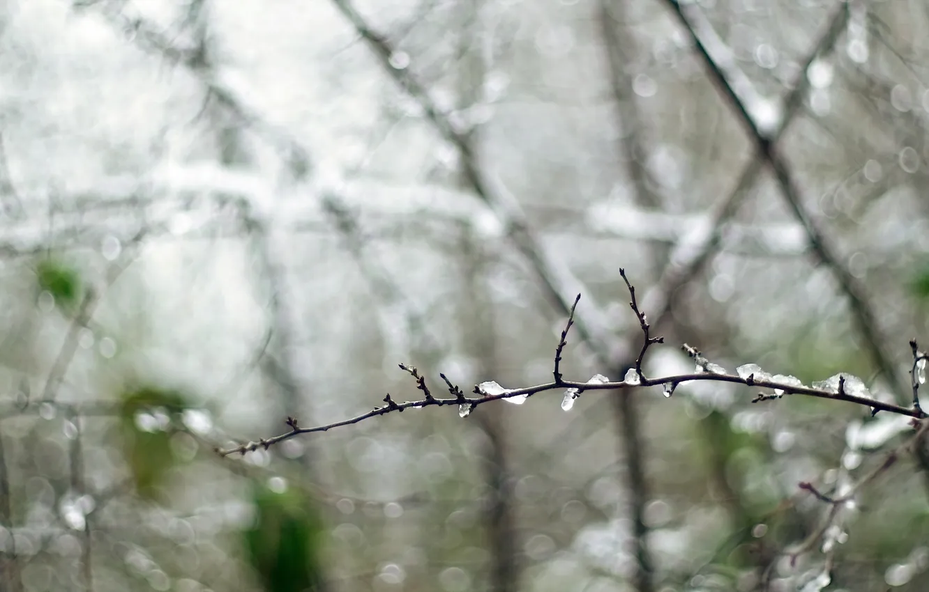 Photo wallpaper macro, branches, nature