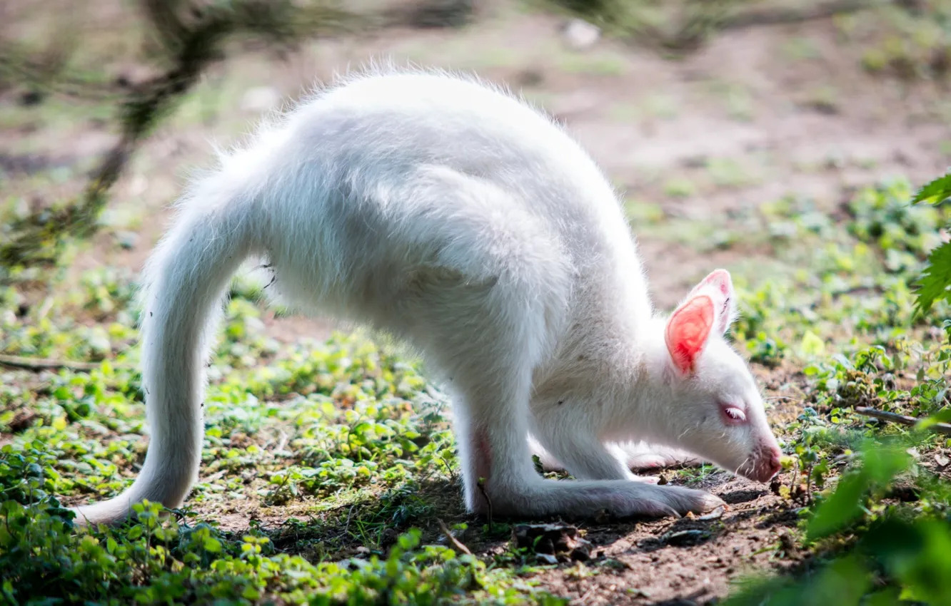 Photo wallpaper greens, white, paws, baby, kangaroo, tail, ears, albino