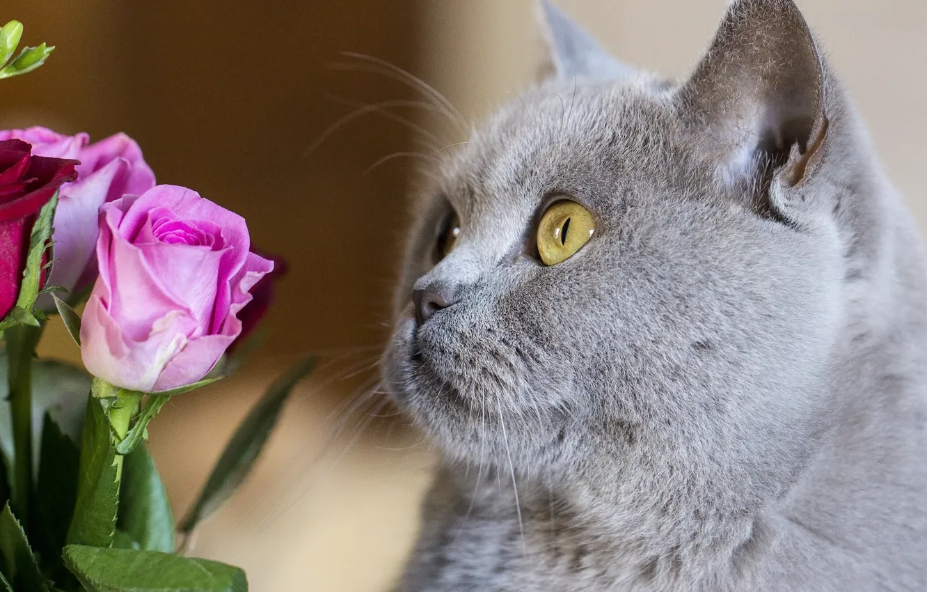 Photo wallpaper cat, cat, face, flowers, roses, British, British Shorthair