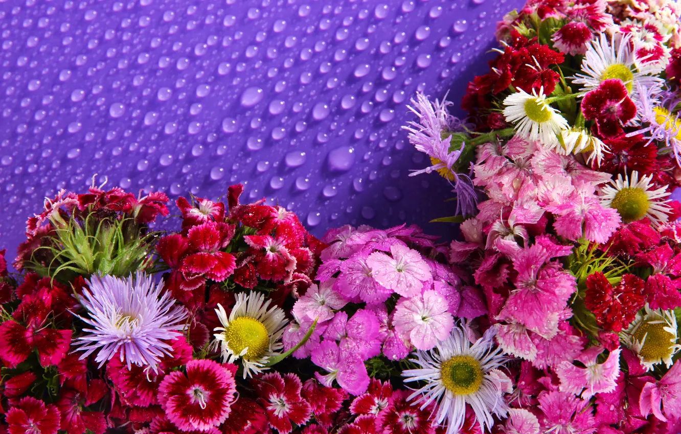 Photo wallpaper drops, flowers, background, a lot, clove, asters
