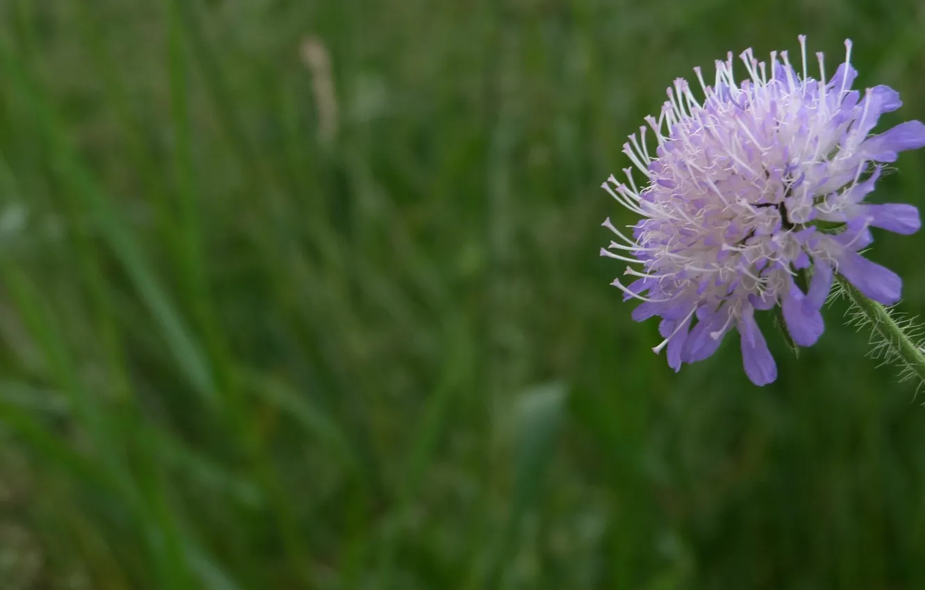 Photo wallpaper macro, flowers, dof