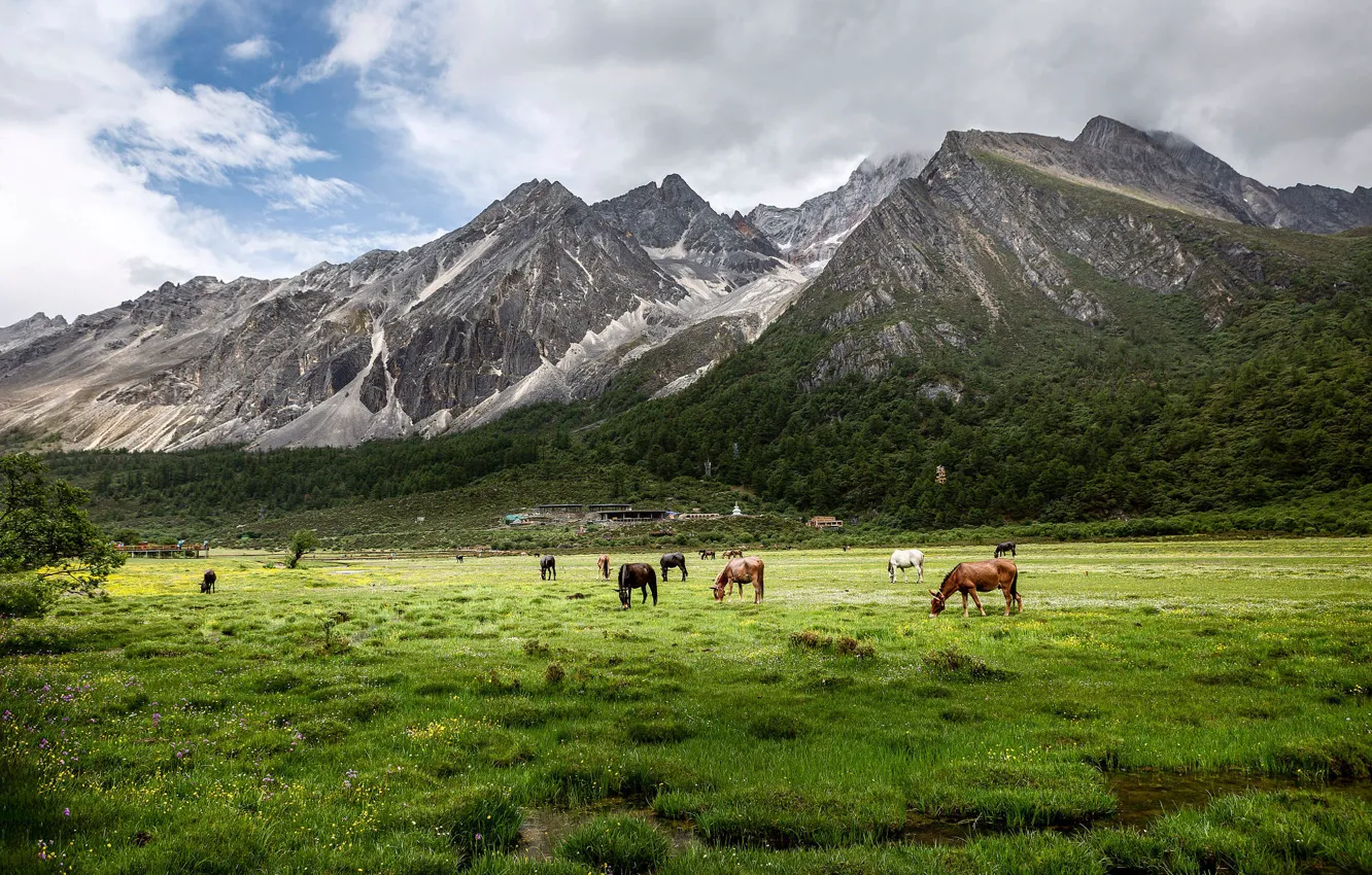 Photo wallpaper field, forest, mountains, horse, horse, pasture