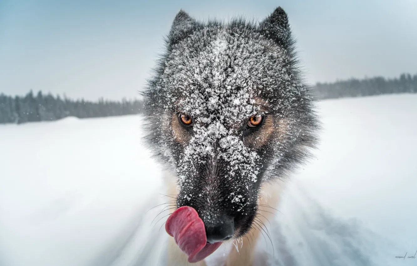 Photo wallpaper snow, dog, Greenland dog