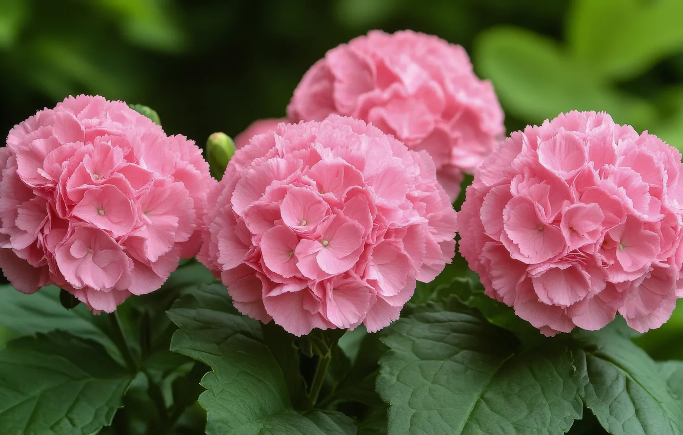 Photo wallpaper leaves, flowers, pink, hydrangea, AI art, neural network