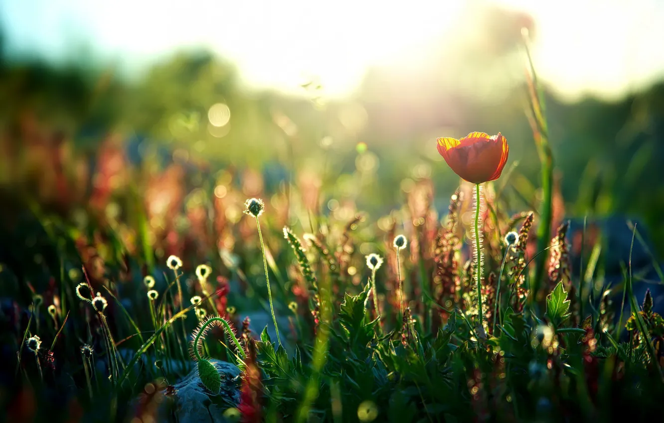 Photo wallpaper light, nature, Maki