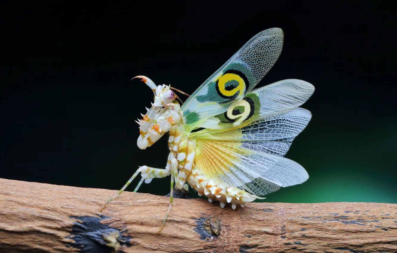 Photo wallpaper macro, branches, pose, mantis, insect, wings, black frn