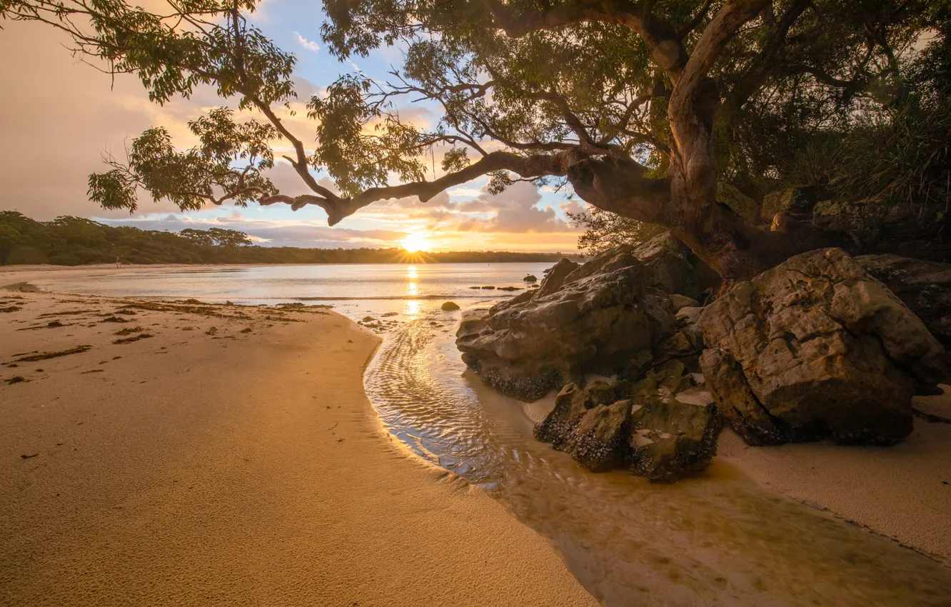 Photo wallpaper sand, sea, beach, stones, tree, shore