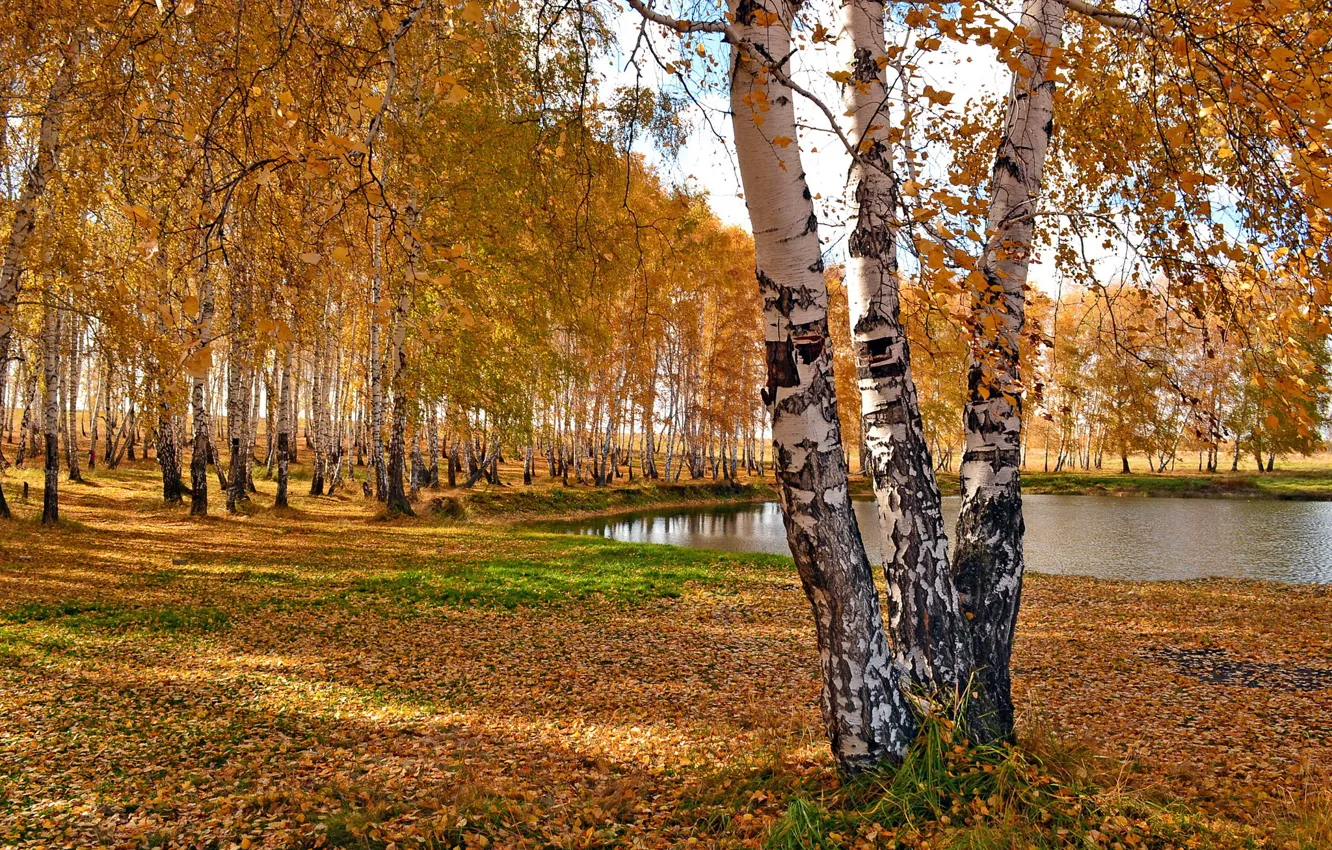 Photo wallpaper autumn, trees, pond, Park, birch, the lake.