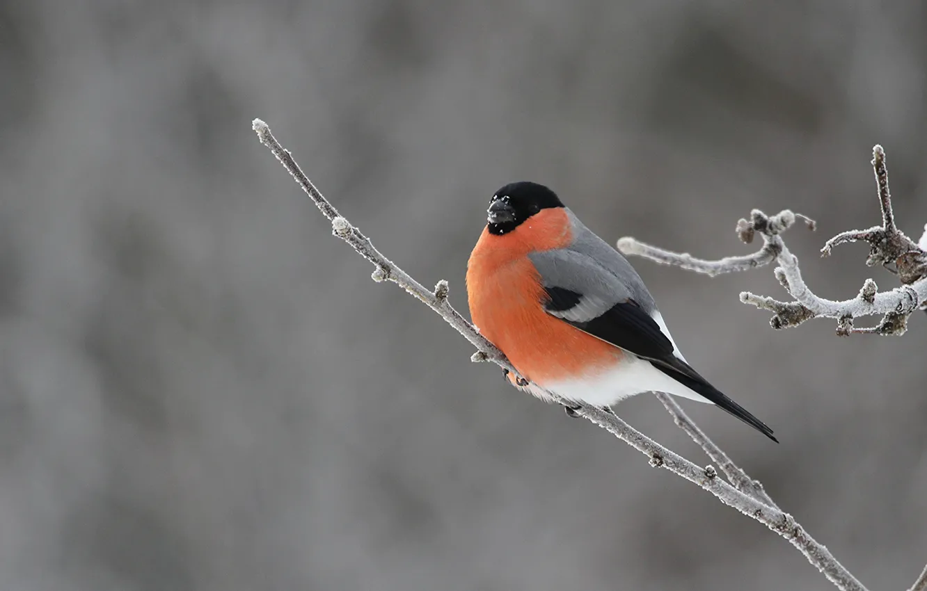 Photo wallpaper branches, bird, bullfinch, wildlife