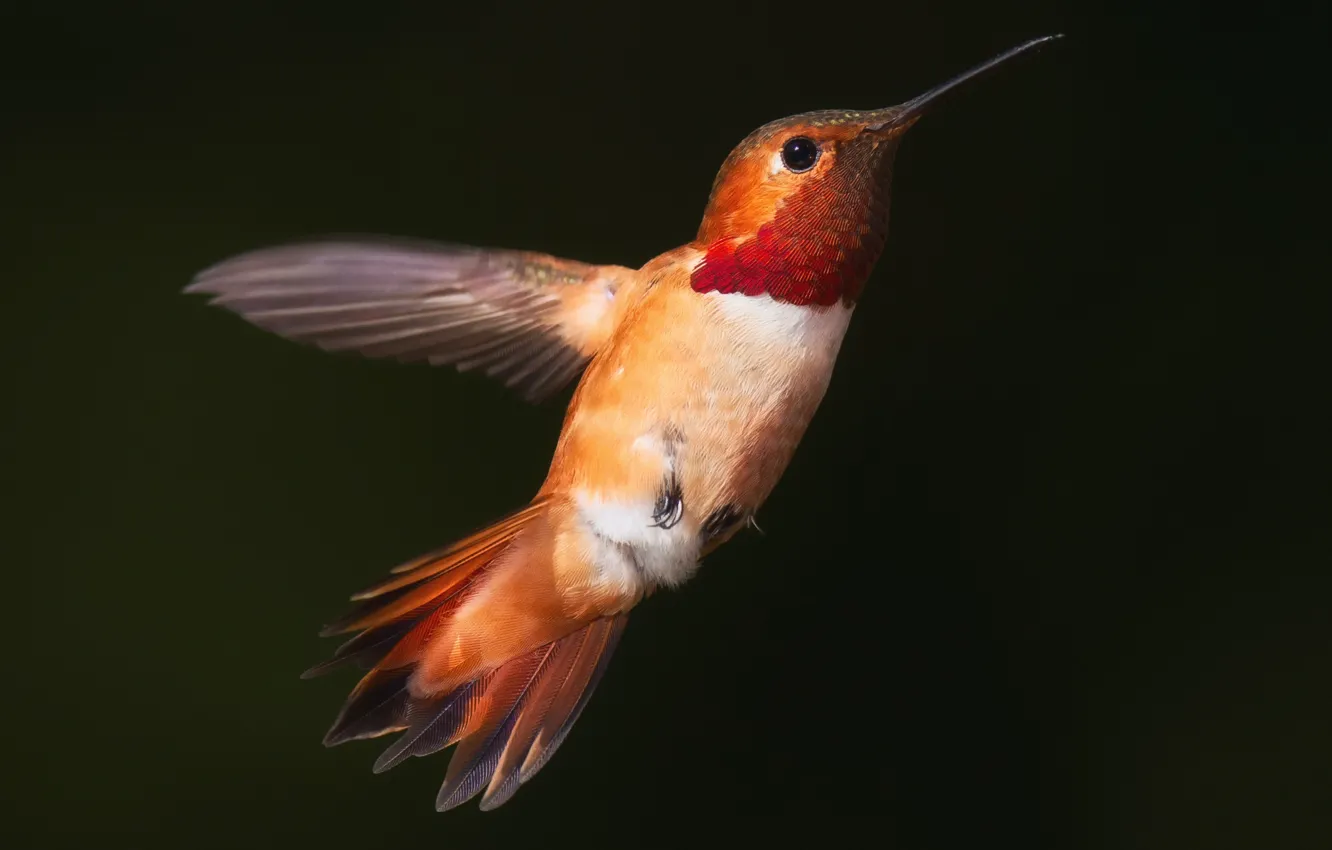 Photo wallpaper background, Hummingbird, color, flight, bird